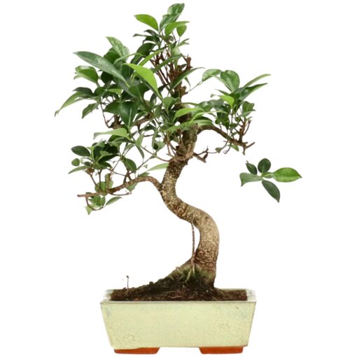 Chin. Feigenbaum