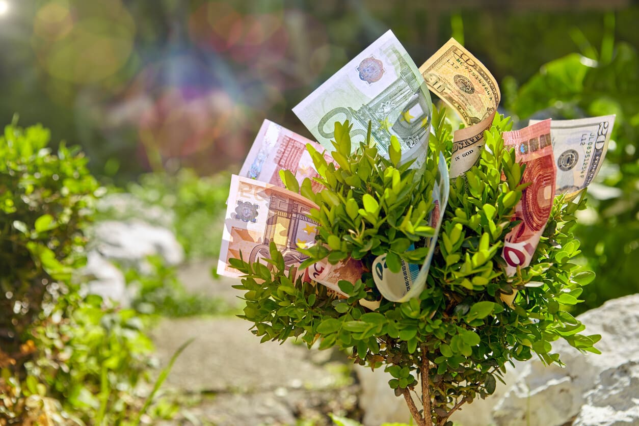 Geldbaum - money tree